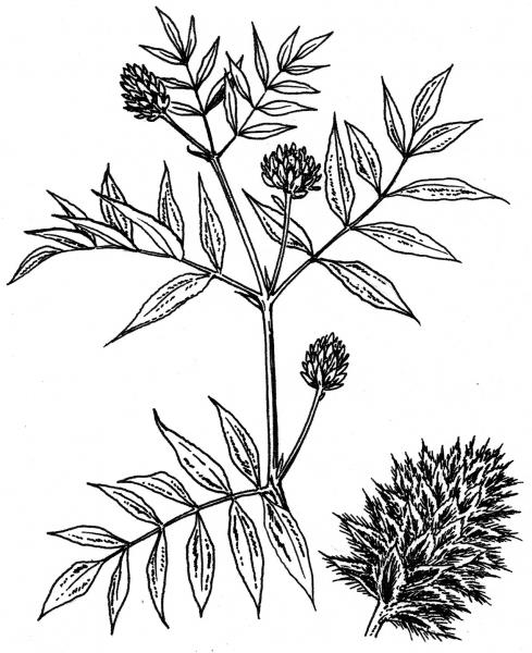 Glycyrrhiza yunnanensis