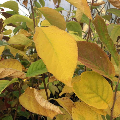 <i>Halesia tetraptera</i>