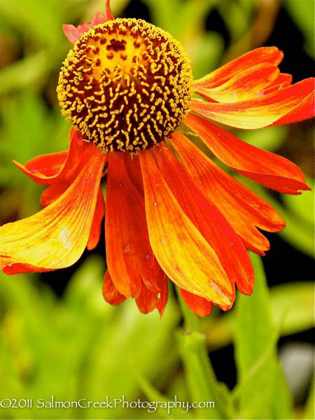 Helenium ‘Moerheim Beauty’