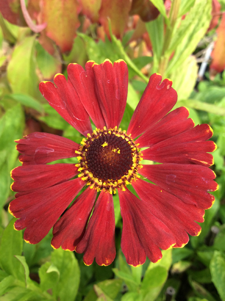 Helenium Potters Wheel