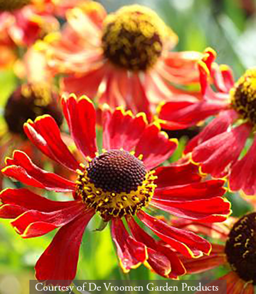 Helenium ‘Potters Wheel’