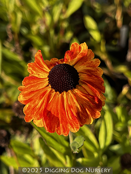 Helenium Sahins Early Flowerer
