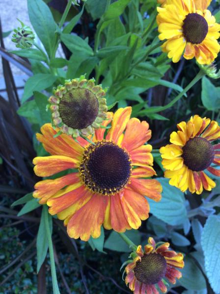 Helenium Sahins Early Flowerer