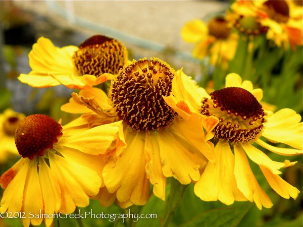 Helenium Zimbelstern