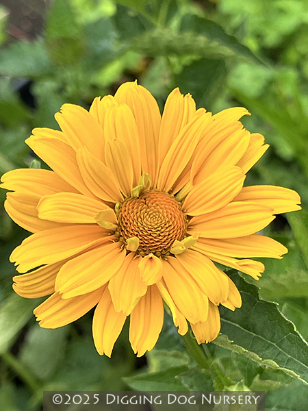 Helianthus Loddon Gold