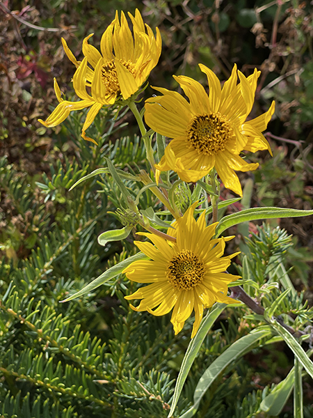 Helianthus maximiliana ‘Santa Fe’