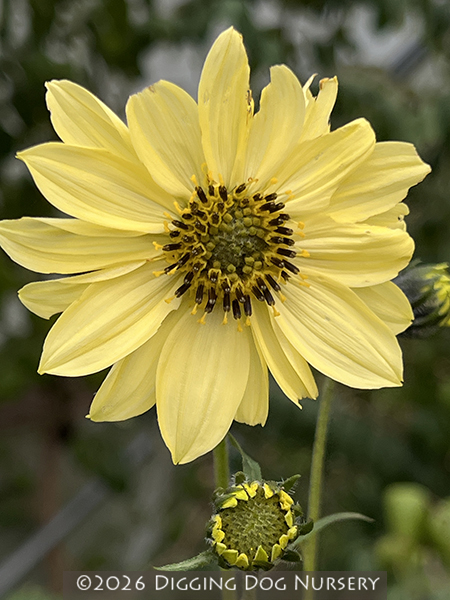 Helianthus giganteus &lsquo;Sheila’s Sunshine&rsquo;