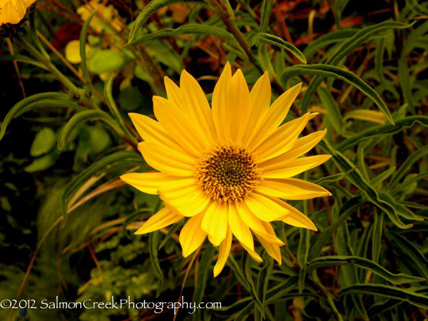 Helianthus Undaunted (Tm) Lemon Max (Dakota Queen)