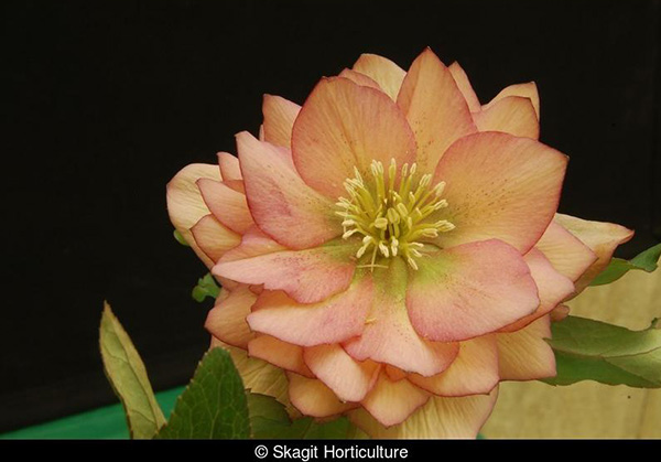 Helleborus hybridus Amber Gem