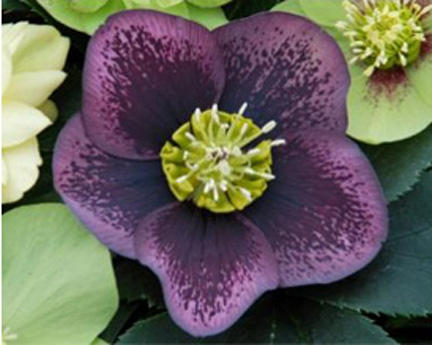 Helleborus Grape Galaxy (Winter Thriller™)