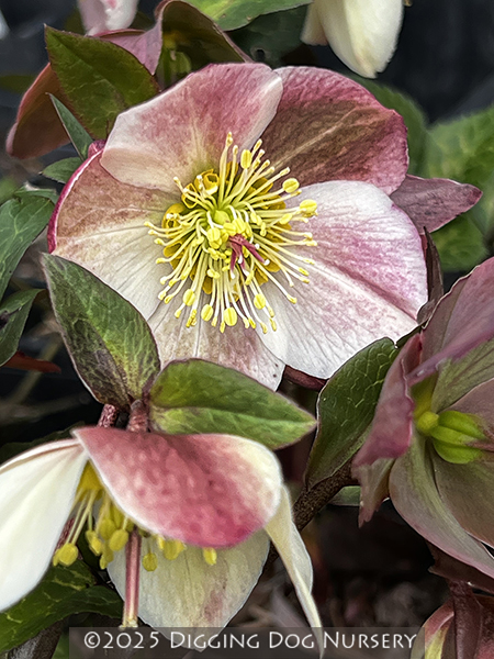 Helleborus HGC Ice n Roses ′Rose