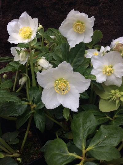 Helleborus niger ‘HGC Joseph Lemper’