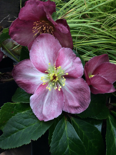 Helleborus lemonnierae ‘HGC Madame Lemonnier’