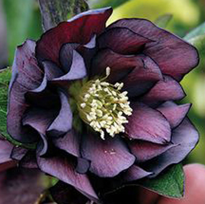 Helleborus hybridus Onyx Odyssey