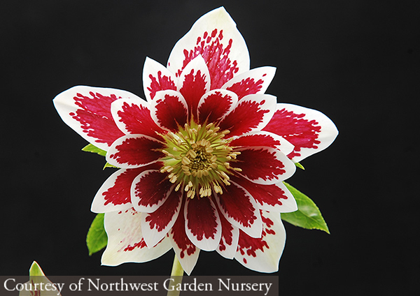 Helleborus hybridus ‘Painted Doubles’