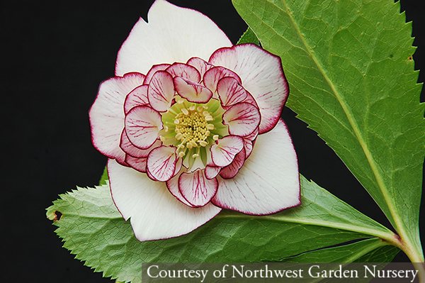 Helleborus hybridus ‘Picotee Pearl’