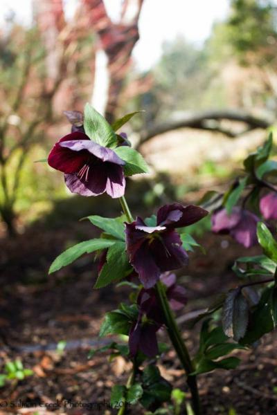 Helleborus hybridus ‘Red Lady’