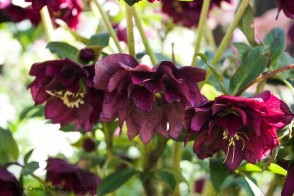 Helleborus Red Racer