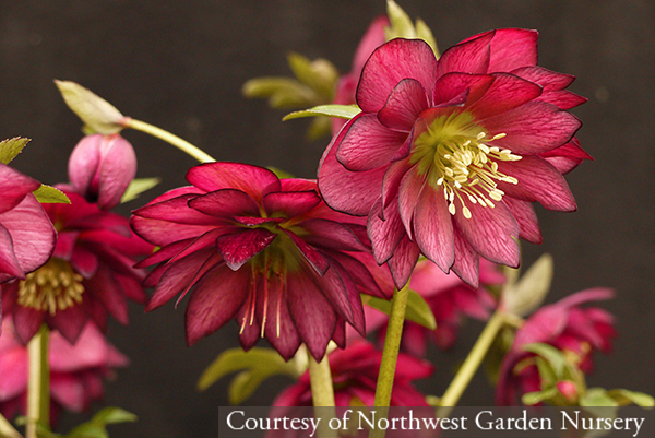 Helleborus hybridus Red Sapphire