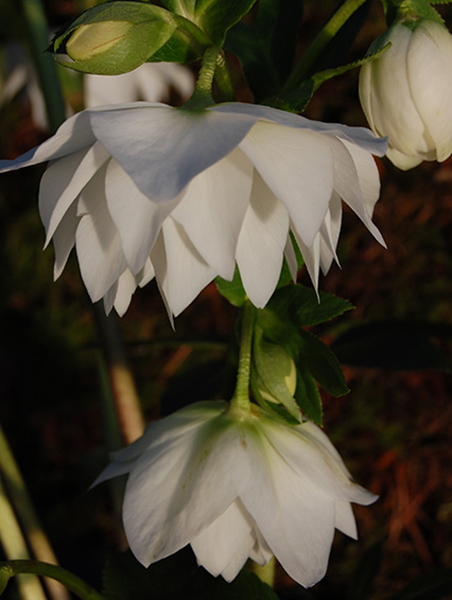 Helleborus hybridus Sparkling Diamond