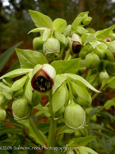 Helleborus foetidus Wester Flisk