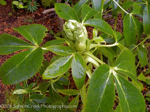 Helleborus argutifolius