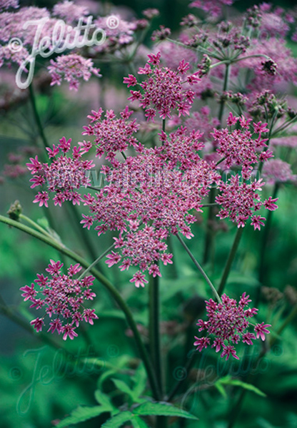 Heracleum sphondylium ‘Pink Cloud’