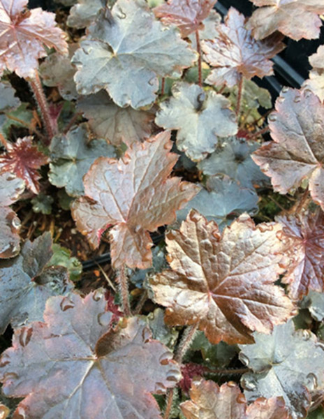 Heuchera ‘Blackout’