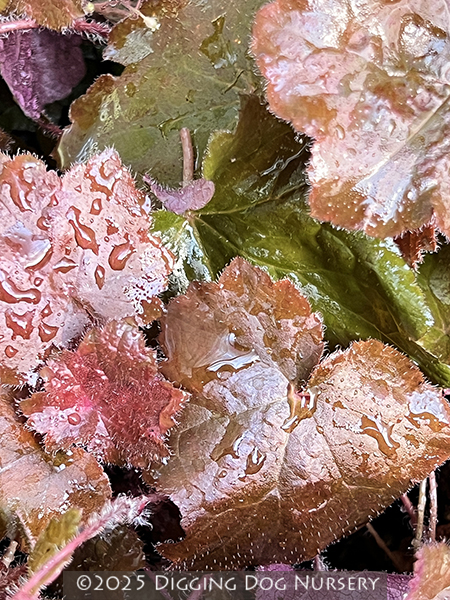 Heuchera micrantha Palace Purple