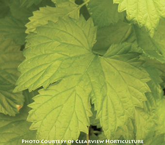 Humulus lupulus ‘Aureus’