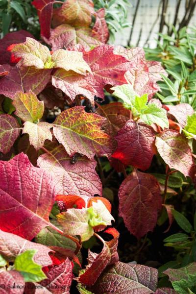 Hydrangea quercifolia ‘Alice’