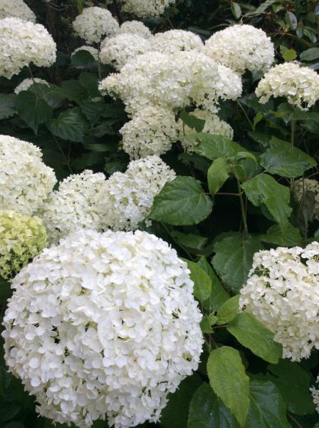 Hydrangea arborescens ‘Annabelle’