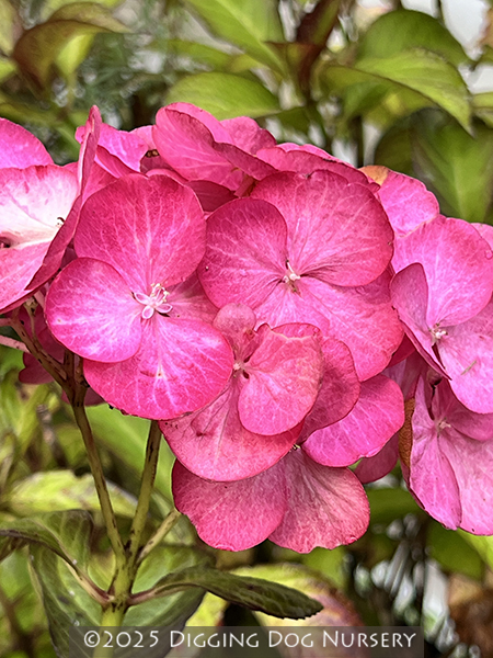 Hydrangea macrophylla ‘Horcos’
