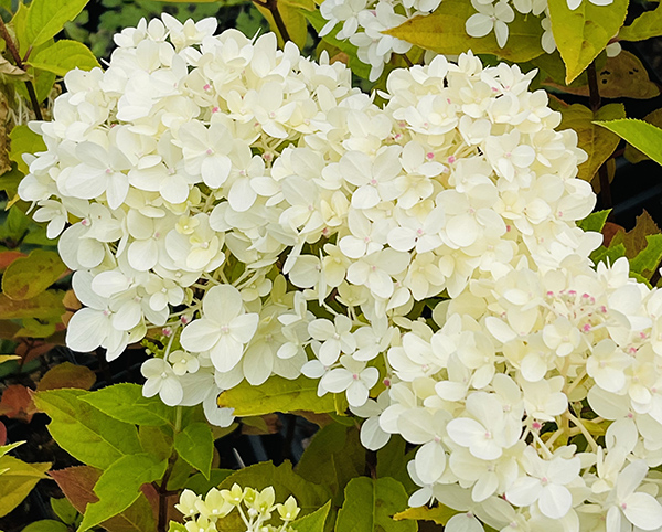 Hydrangea paniculata Limelight