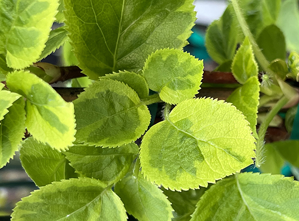 Hydrangea anomala Miranda