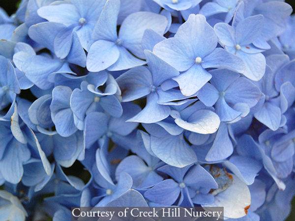 Hydrangea macrophylla ‘Nikko Blue’