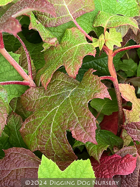 Hydrangea quercifolia Ruby Slippers