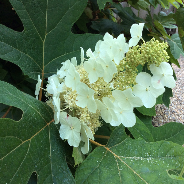 Hydrangea quercifolia ‘Sikes Dwarf’