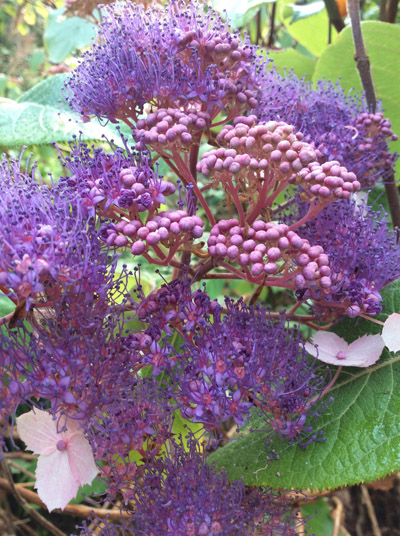 Hydrangea aspera