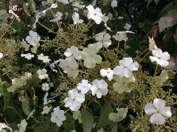 Hydrangea seemannii