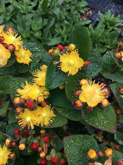 Hypericum inodorum Hypearl ‘Compact Red’