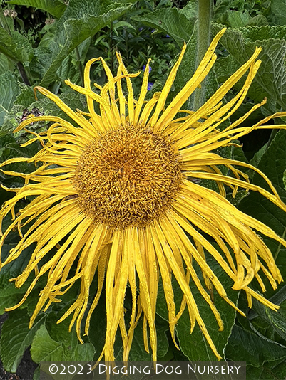 Inula racemosa Sonnenspeer