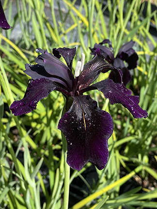 Iris chrysographes Black Form