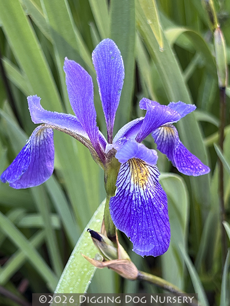 Iris versicolor &lsquo;Purple Flame&rsquo;
