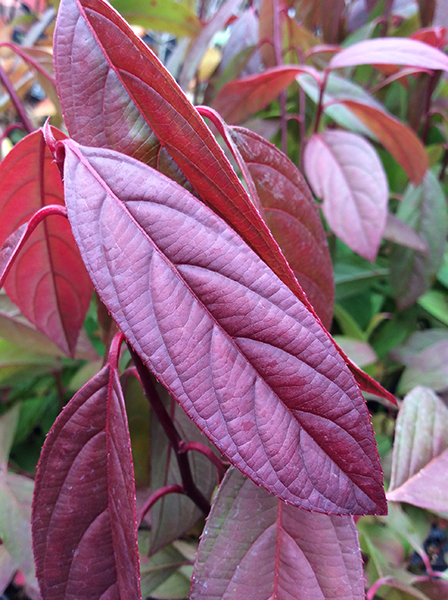 Itea virginica ‘Henrys Garnet’