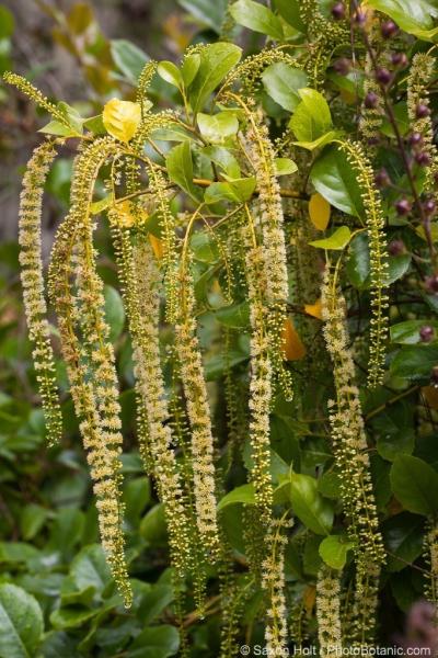 Itea ilicifolia