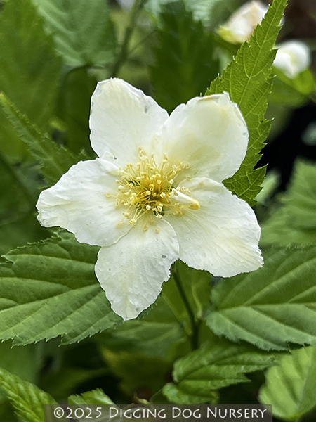 Kerria japonica ‘Albiflora’