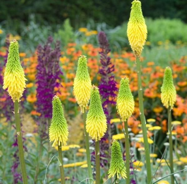 Kniphofia ‘Bees Lemon’