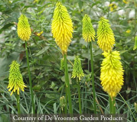 Kniphofia ‘Bees Lemon’
