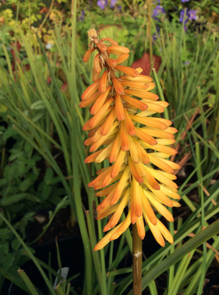 Kniphofia Moonstone